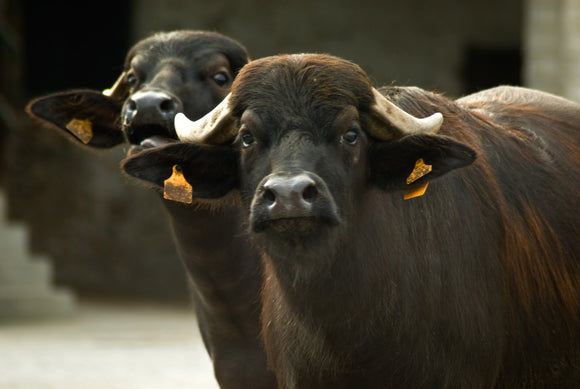 Buffalo Milk Cheese