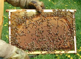 Prunotto Chestnut Blossom Honey (3.5 oz)